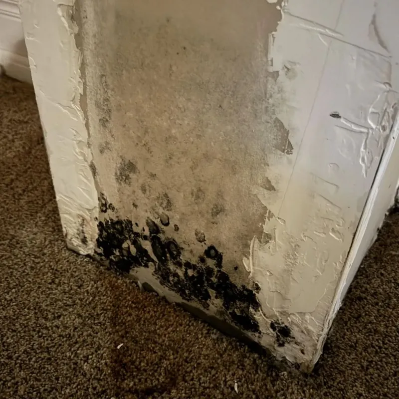 Professional Mold Removal in Harvey, MI